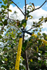 Sekator teleskopowy 650-900 mm do gałęzi, konarów (rączka PP+TPR)